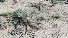 Astragalus insularis harwoodii