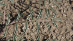Astragalus insularis harwoodii