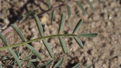 Astragalus insularis harwoodii