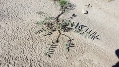 Astragalus insularis harwoodii