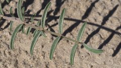 Astragalus insularis harwoodii
