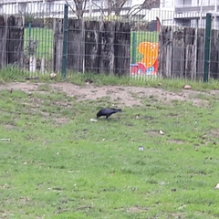 Corvus corone