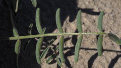 Astragalus insularis harwoodii