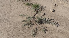 Astragalus insularis harwoodii