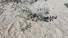 Astragalus insularis harwoodii