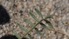 Astragalus insularis harwoodii