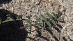 Astragalus insularis harwoodii