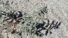 Astragalus insularis harwoodii