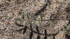 Astragalus insularis harwoodii