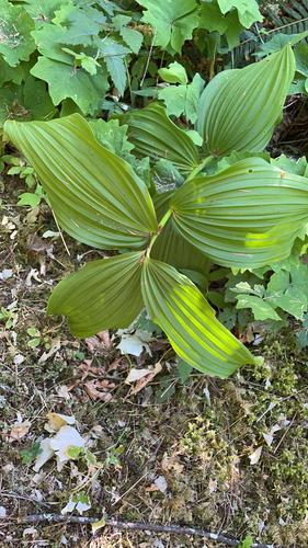 Image of Veratrum insolitum by (c) Jacob Crawford, some rights reserved (CC BY)