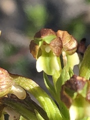 Brachycorythis macowaniana