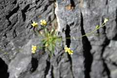 Draba kassii