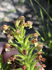 Brachycorythis macowaniana