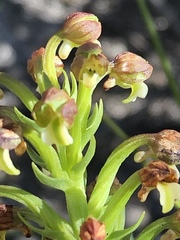 Brachycorythis macowaniana