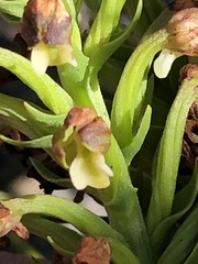 Brachycorythis macowaniana