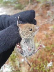 Myodes gapperi image