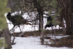 Meleagris gallopavo merriami