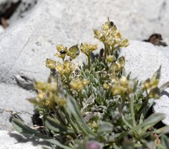 Draba oligosperma