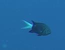 Black Chromis