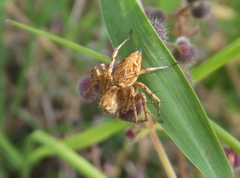 Oxyopes heterophthalmus