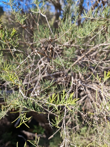 Image of Melaleuca rhaphiophylla by (c) Belinda Forbes, some rights reserved (CC BY)