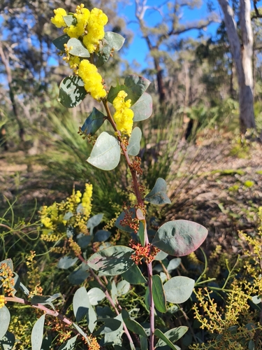 Image of Acacia celastrifolia by (c) Belinda Forbes, some rights reserved (CC BY)