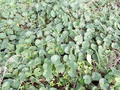 Sidalcea malviflora malviflora