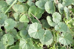 Sidalcea malviflora malviflora