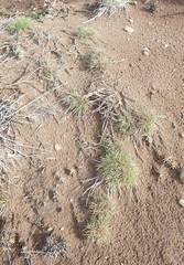 Agrostis blasdalei