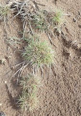 Agrostis blasdalei