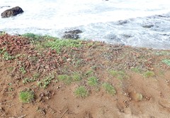 Agrostis blasdalei