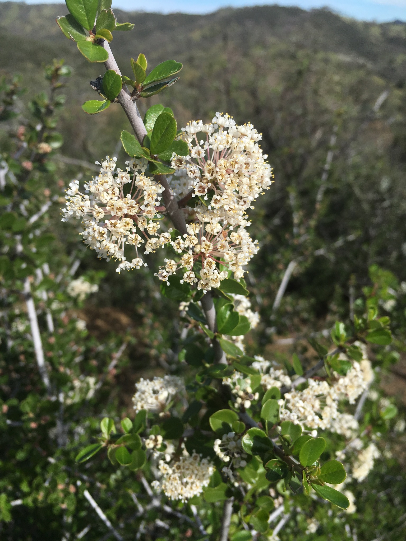 Ceanothus cuneatus