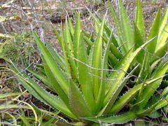 Agave ghiesbreghtii