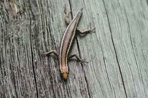 Cream-striped Shinning-skink, Cryptoblepharus virgatus