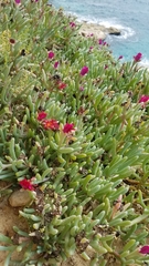 Malephora purpureocrocea