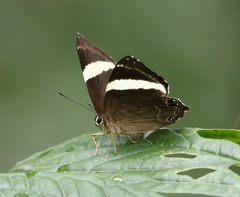 Abisara fylla