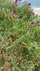 Malephora purpureocrocea