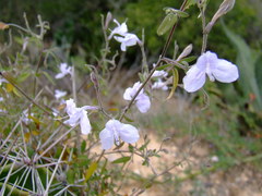 Carlowrightia
