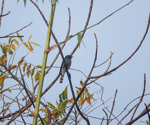 Black-winged Cuckooshrike (Lalage melaschistos), photo 10