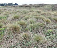 Deschampsia cespitosa holciformis