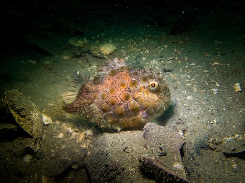 Pacific spiny lumpsucker (Eumicrotremus orbis) — Cyclopteridae — 3