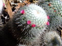 Mammillaria haageana
