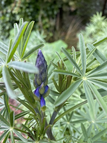 Narrow-leaved Lupine