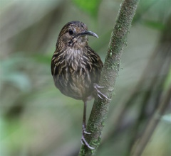 Napothera malacoptila