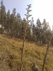 Puya bicolor