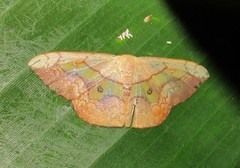 Semaeopus nisa
