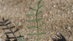 Astragalus insularis harwoodii