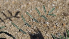 Astragalus insularis harwoodii