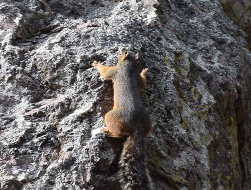 Mexican Fox Squirrel