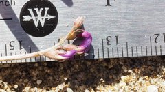 Astragalus insularis harwoodii